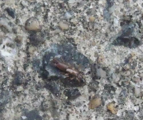 Réf. 335 754 : Labia minor
